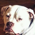 dexter-headshot