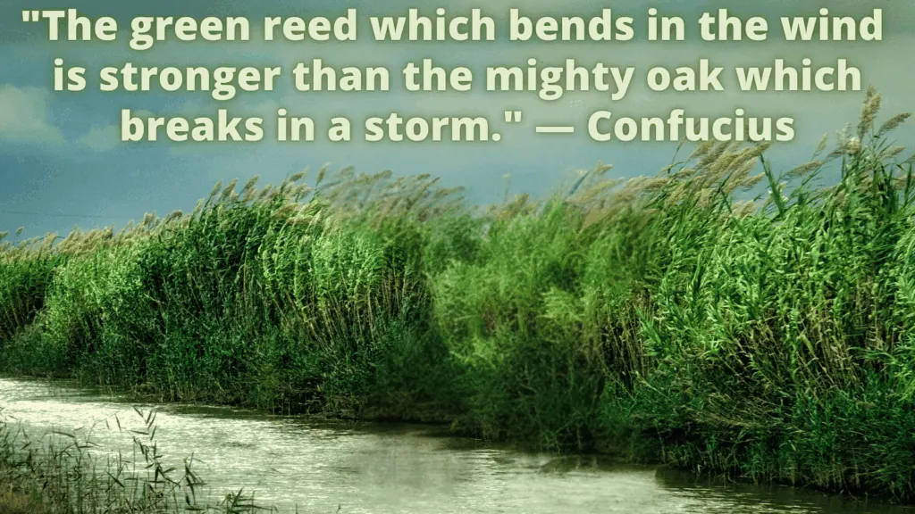 Green Reed: Farrah Mitra